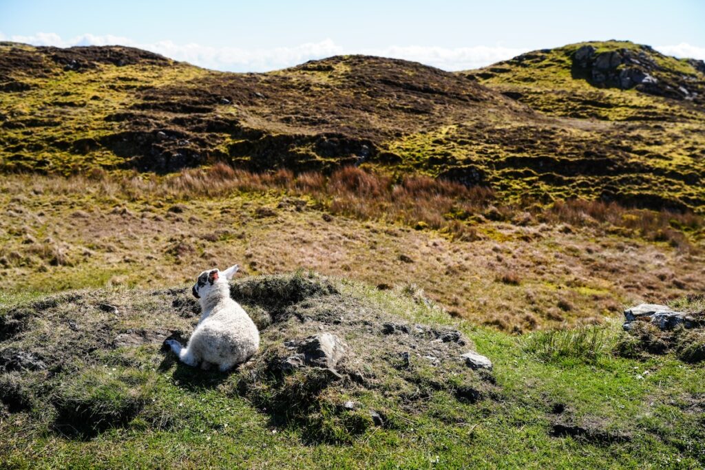 Sheep on the Wild Atlantic Way